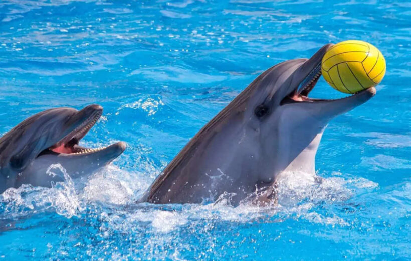 Dolphin Show in Hurghada