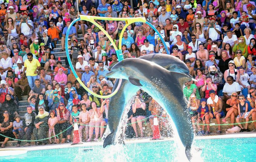 Dolphin Show in Sharm El Sheikh